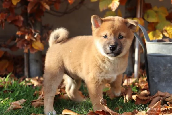 cuccioli di shiba inu