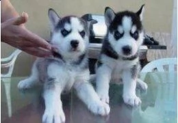 cuccioli di husky siberiano