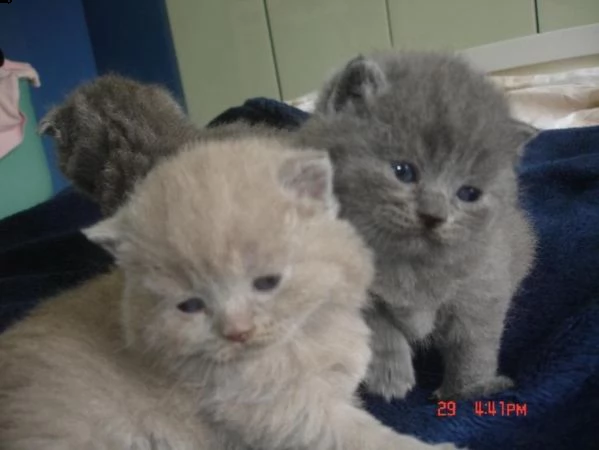 iris e british british shorthair