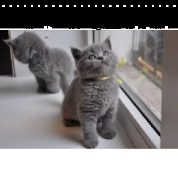 gattini blu di russia