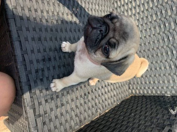 graziosi cuccioli di carlino di 12 settimane