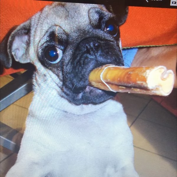  regalo cuccioli di carlino disponibili per l'adozione babarajean4[at]gmail[.com] maschio e femmina adora