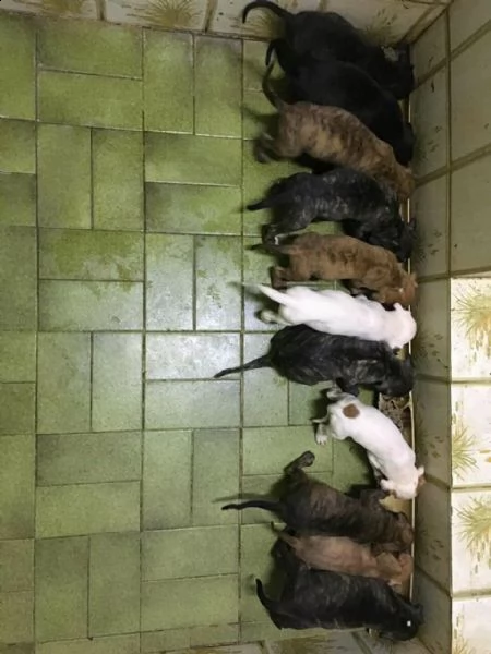 regalo bulldog inglese cuccioli disponibile per l'adozione babarajean4[at]gmail[.com] adorabili cuccioli 