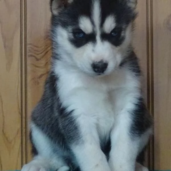  regalo  siberia husky cuccioli disponibile per l'adozione babarajean4[at]gmail[.com] adorabili cuccioli 