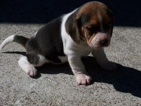 regalo cuccioli beagle,pedigree enci,maschi e femmine