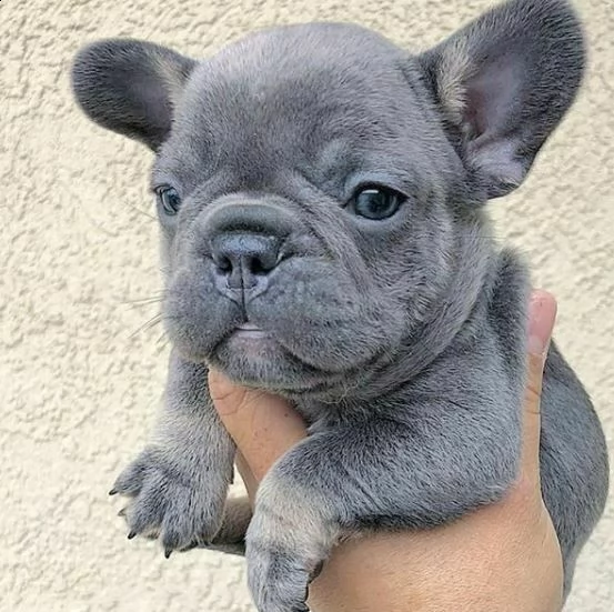  cuccioli di bulldog francese 