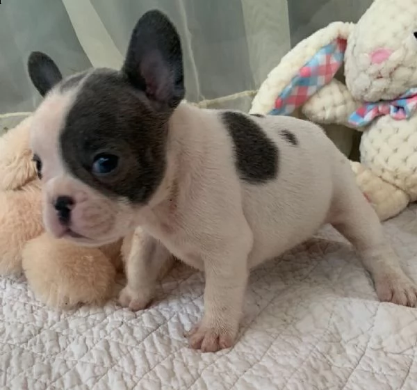 cuccioli di bulldog francese 