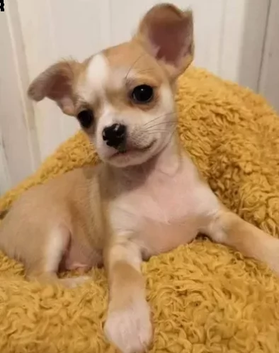cuccioli di chihuahua