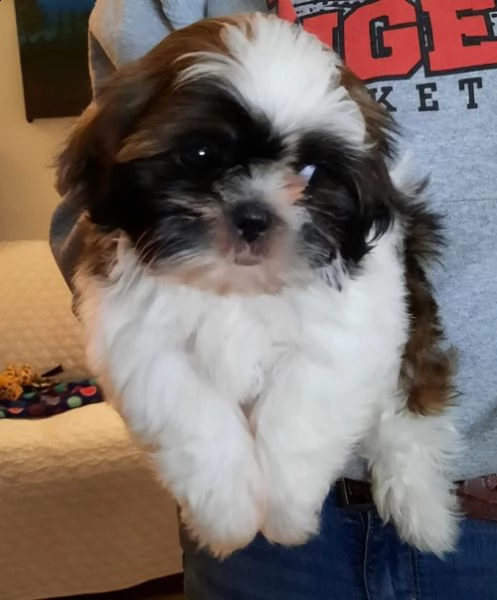 regalo cuccioli shih tzu .