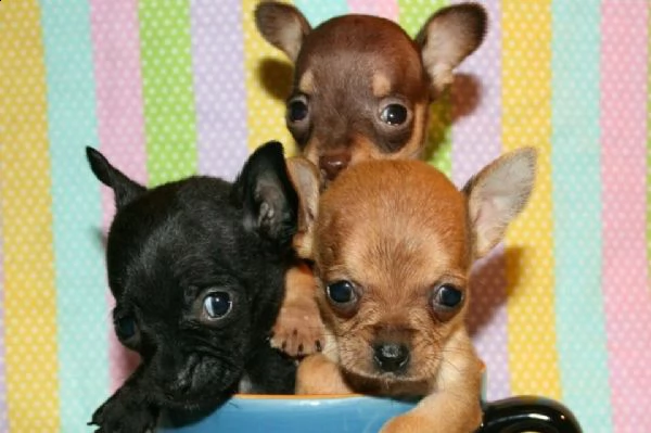 cuccioletto di pincher chiuhuahua