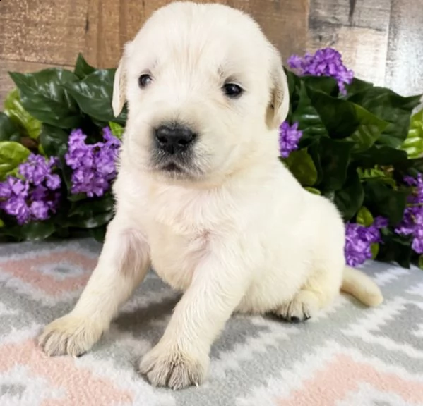  cuccioli di labrador  femminucce e maschietti disponibili per l'adozione gratuita i cuccioli sono