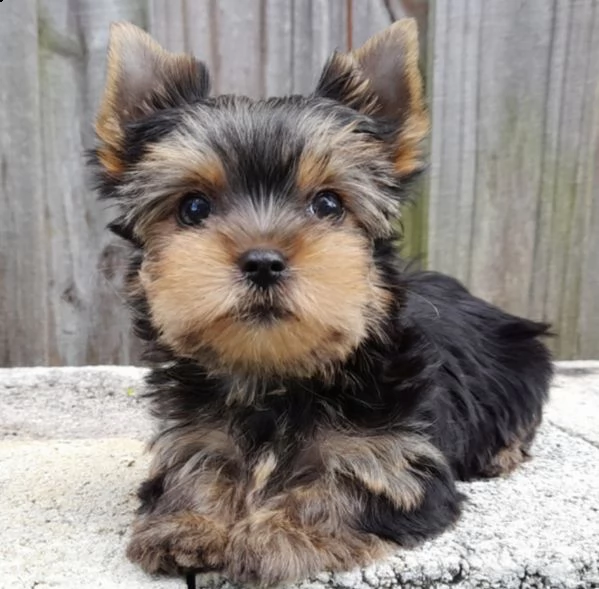  regalo abbiamo cuccioli di yorkie