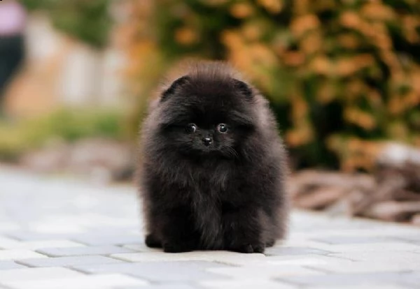 volpino di pomerania colore bianco e nero