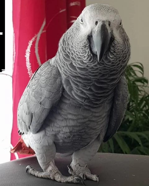 abbiamo pappagallo grigio africano maschio e femmina. hanno 1 anno e mezzo e sono addomesticati. sta