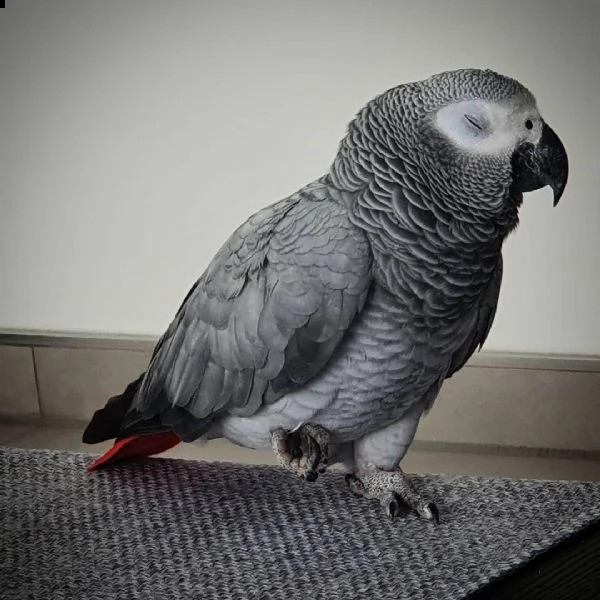 abbiamo pappagallo grigio africano maschio e femmina. hanno 1 anno e mezzo e sono addomesticati. sta