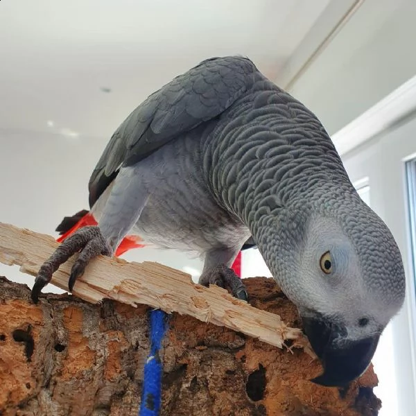 abbiamo pappagallo grigio africano maschio e femmina. hanno 1 anno e mezzo e sono addomesticati. sta