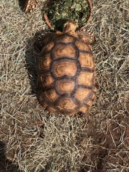 15 anni sulcata 100% het for ivory sulcata il mio avorio femmina si è rivelato essere maschio quin