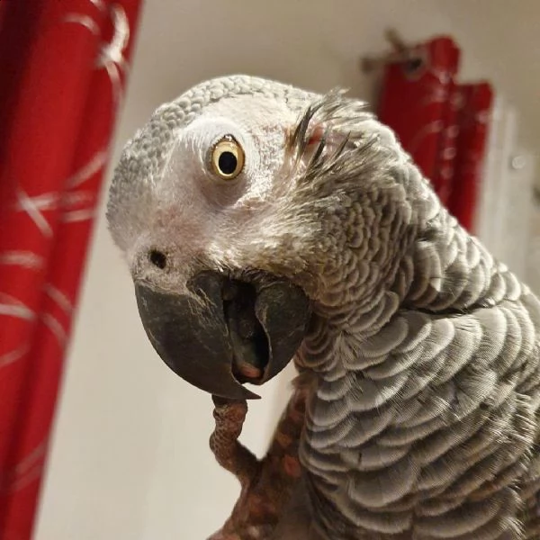 abbiamo pappagallo grigio africano maschio e femmina. hanno 1 anno e mezzo e sono addomesticati. sta