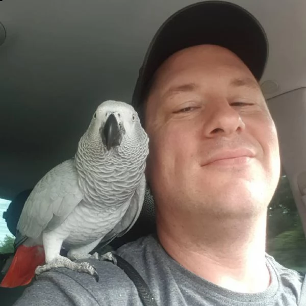 abbiamo pappagallo grigio africano maschio e femmina. hanno 1 anno e mezzo e sono addomesticati. sta