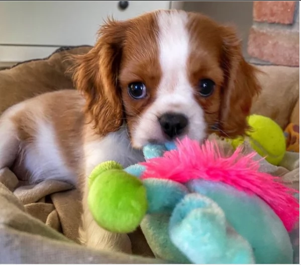 stupendi cuccioli di cavalier king charles taglia toy | Foto 0