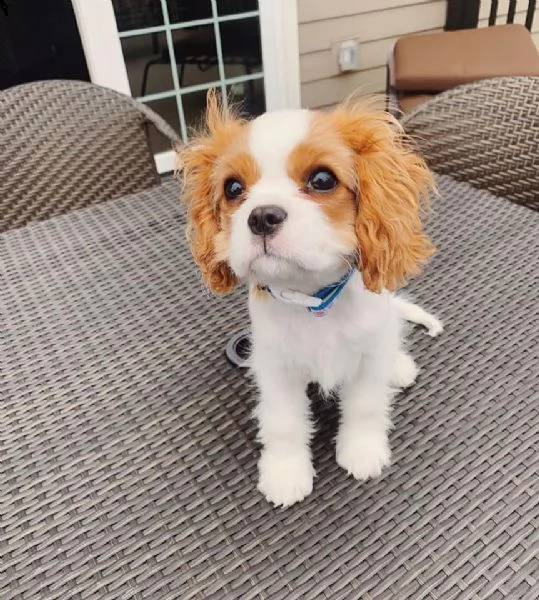 stupendi cuccioli di cavalier king charles taglia toy