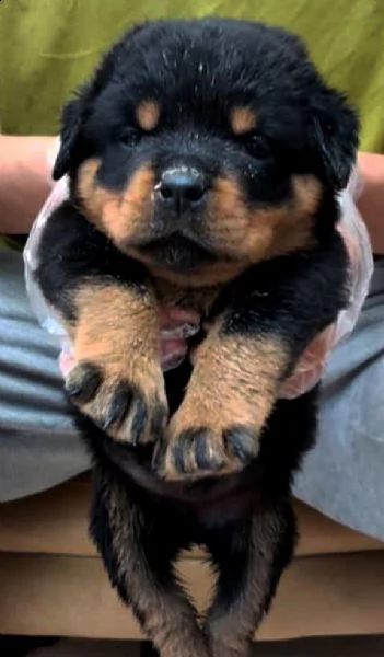  regalo rottweiler cuccioli disponibile per l'adozione babarajean4[at]gmail[.com] adorabili cuccioli di r