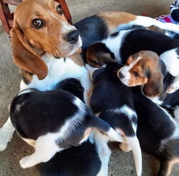   regalo cuccioli di beagle disponibili per l'adozione babarajean4[at]gmail[.com] maschio e femmina adora