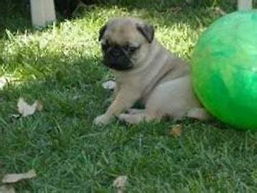  cuccioletto di carlino 