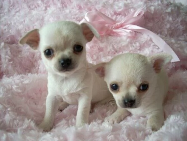 cuccioli di pincher chihuahua mini toy 