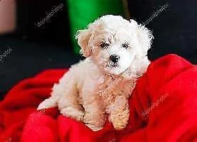  cuccioletto di bishion frisè 