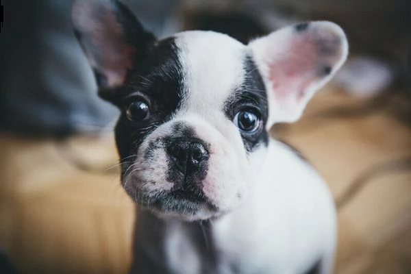 cuccioli di bull dog francese di due mesi e mezzo