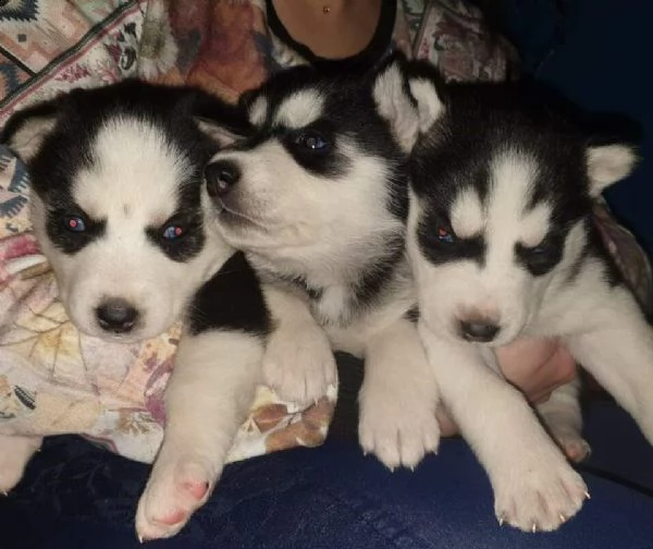 graziosi cuccioli di siberian husky