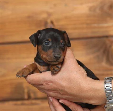 cediamo cucciolo di pincher mini mini toy