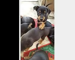  cuccioli di pincher toy 