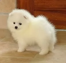 eccellentissimi cuccioli di spitz della pomerania toy