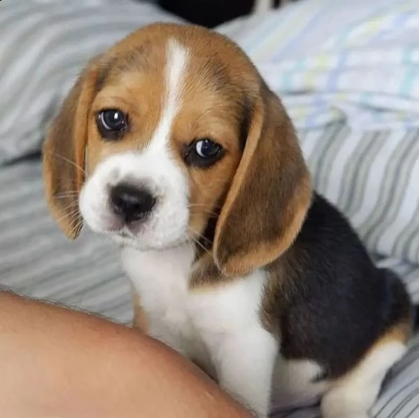 regalo beagle | Foto 0