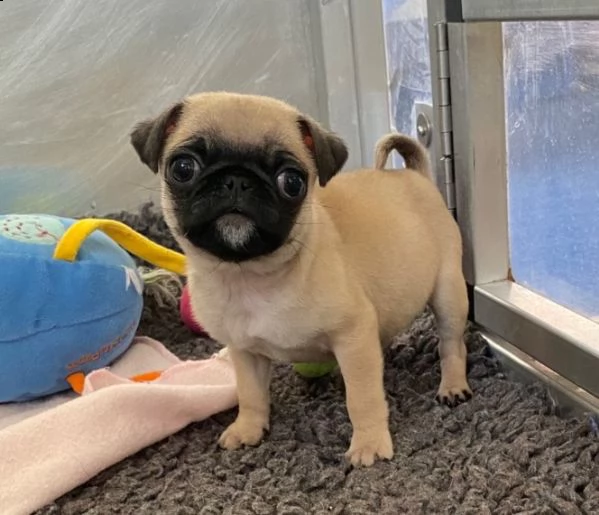 regalo carlino cuccioli