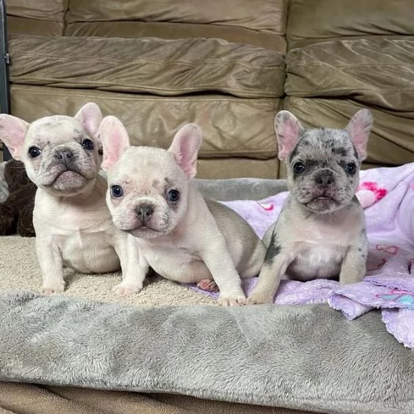 bulldog francese di qualità akc in adozione gratuita!!!