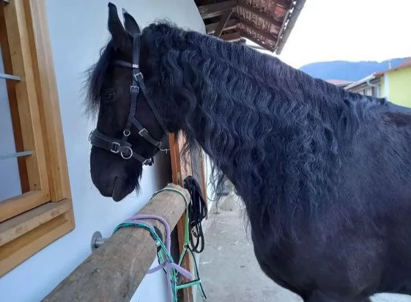 cavalla frisona ster di 8 anni | Foto 0