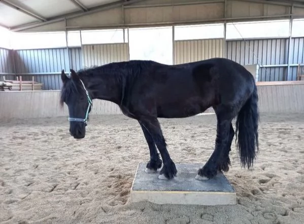 cavalla frisona ster di 8 anni