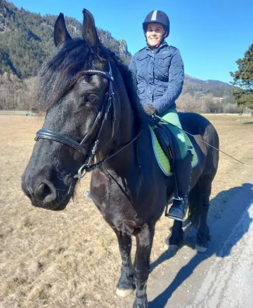  vendita cavalo frisone stallone