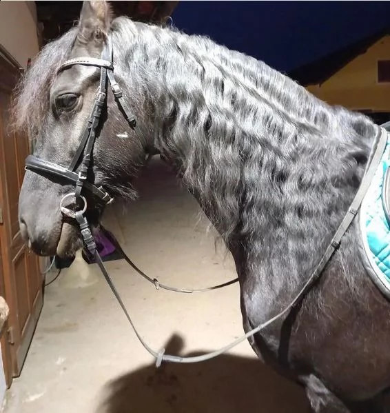  vendita cavalo frisone stallone | Foto 0