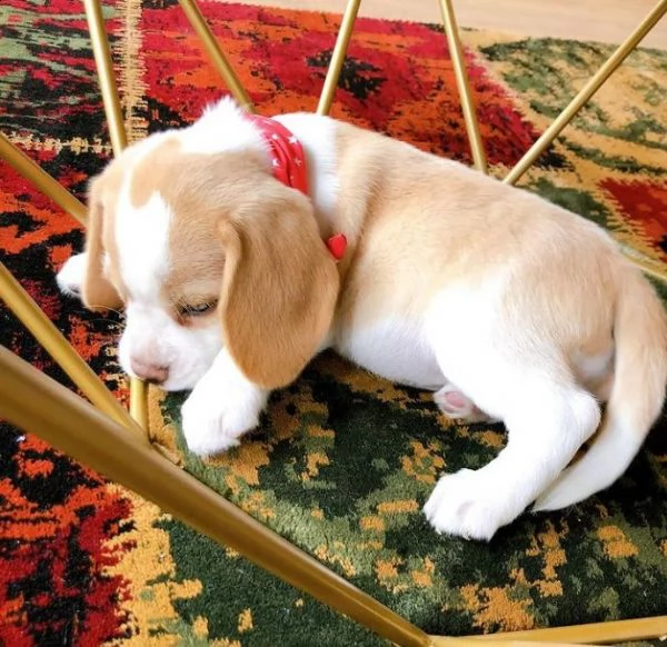 regalo beagle