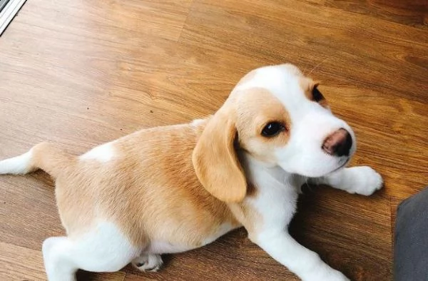 regalo beagle | Foto 0