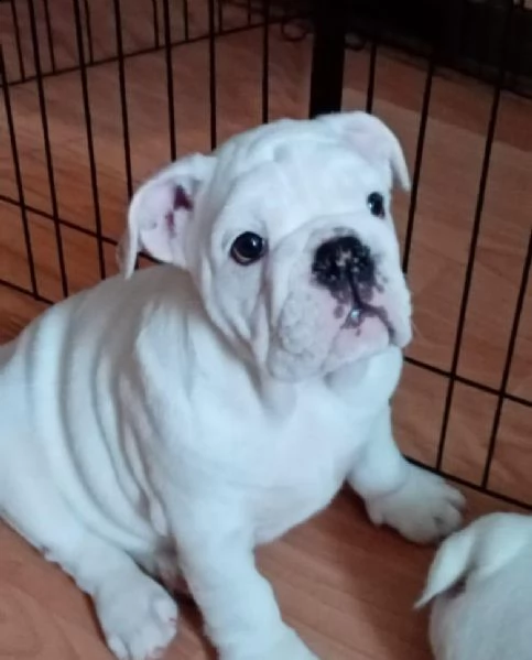 regalo giocoso regalo bulldog inglese regalo cucciolo