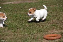 regalo di famiglia cucciolo regalo cuccioli di labrador gratuitamente