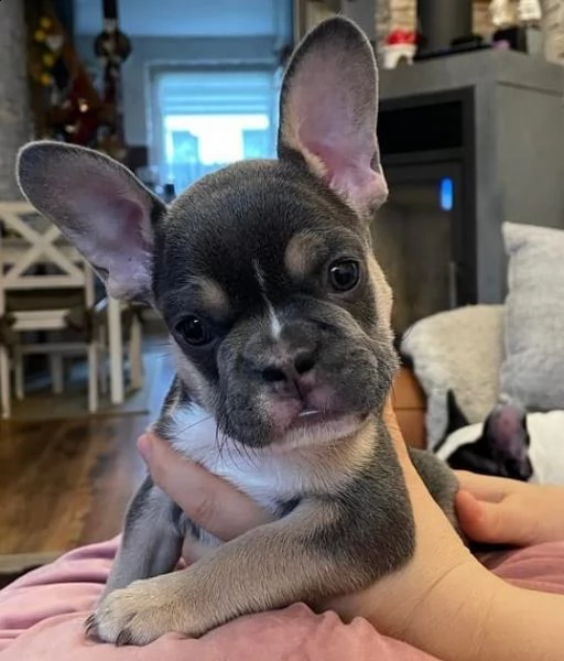 cuccioli di bouledogue francese