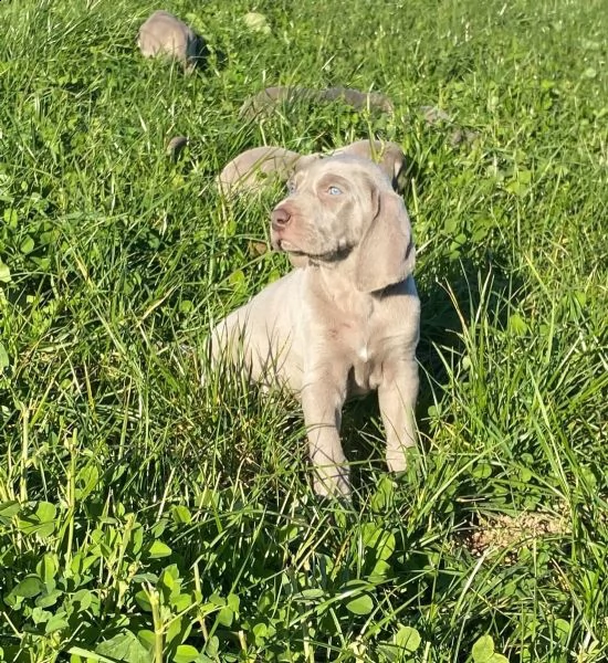 weimaraner cucciolo maschio