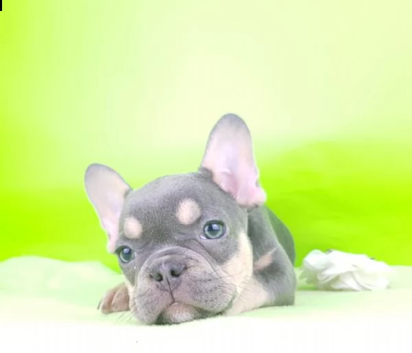 cuccioli bulldog francese italiani disponibili