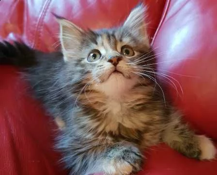 stupendi cuccioli di maine coon purissimi | Foto 0